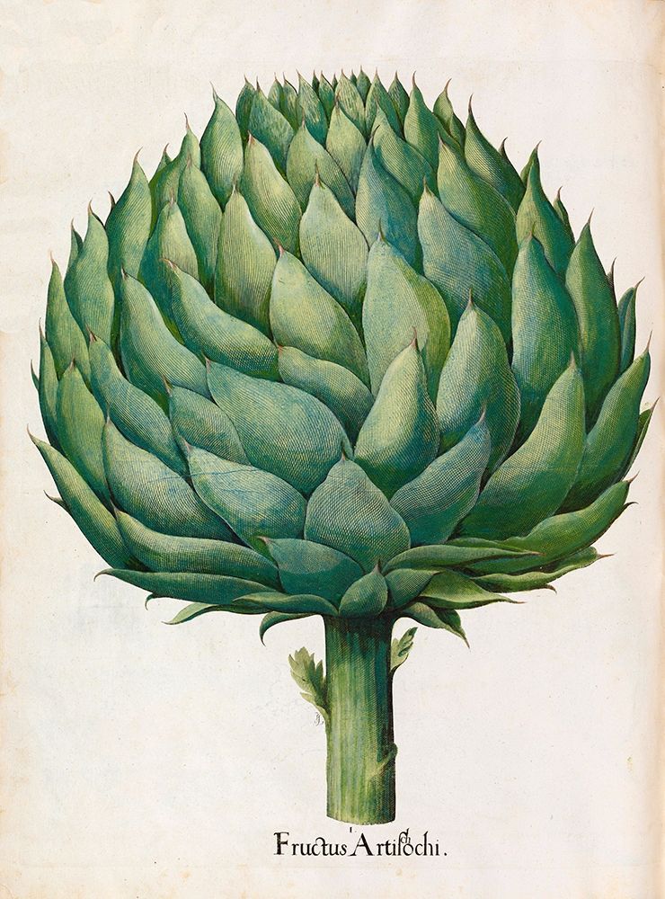 Artichoke art print by Basilius Besler for $57.95 CAD