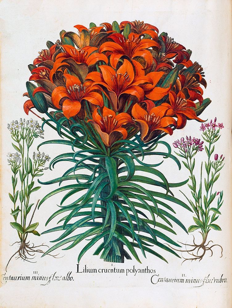 Lily, Polyanthus art print by Basilius Besler for $57.95 CAD