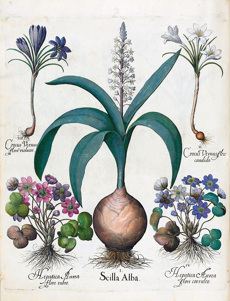 Crocus, Alba and Hepatica art print by Basilius Besler for $57.95 CAD