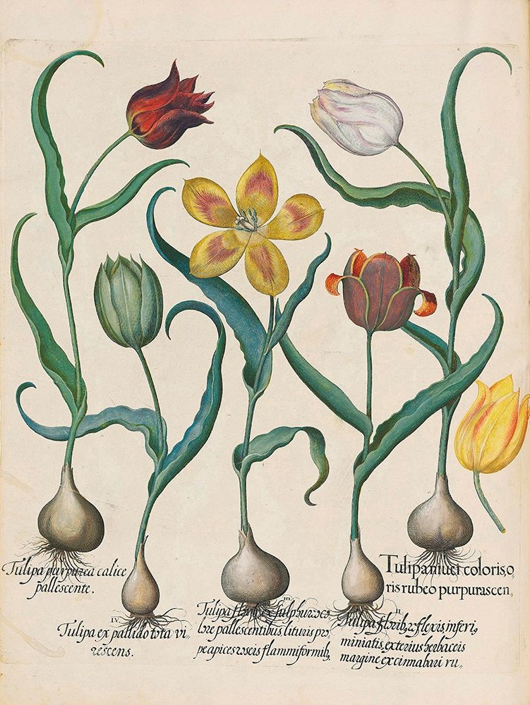 Tulips art print by Basilius Besler for $57.95 CAD