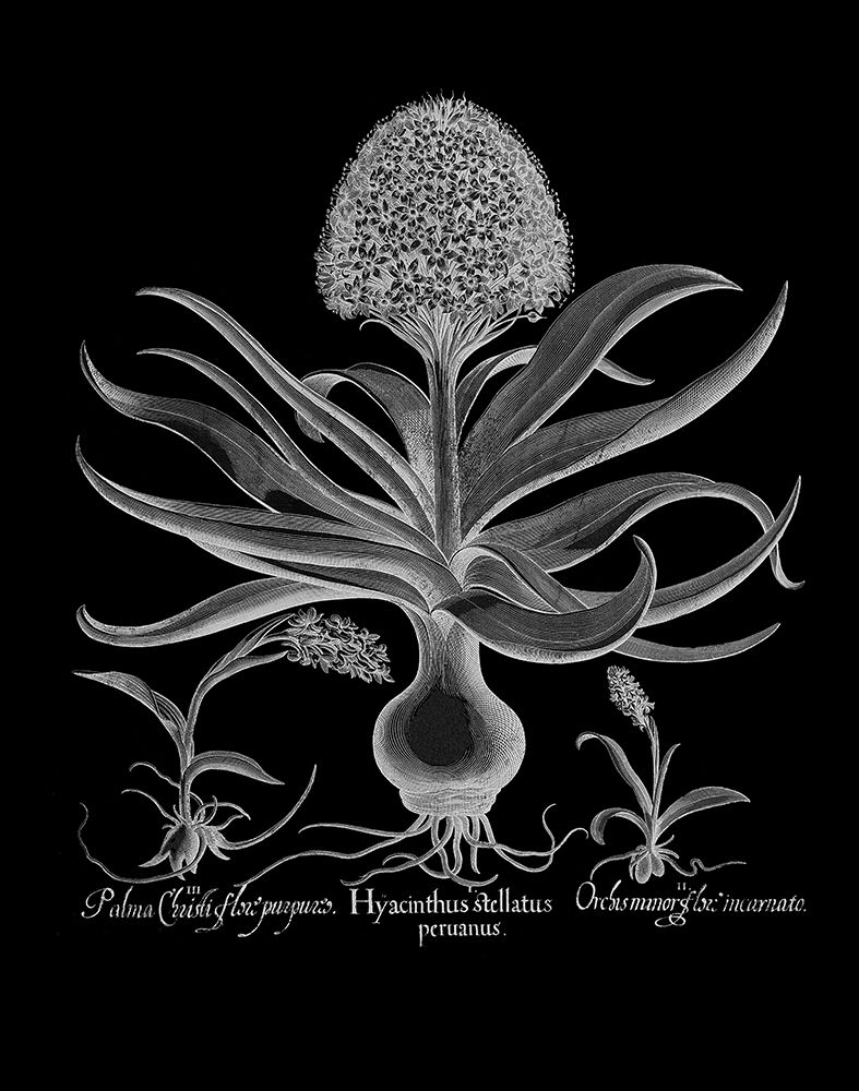 Hyacinthus art print by Basilius Besler for $57.95 CAD