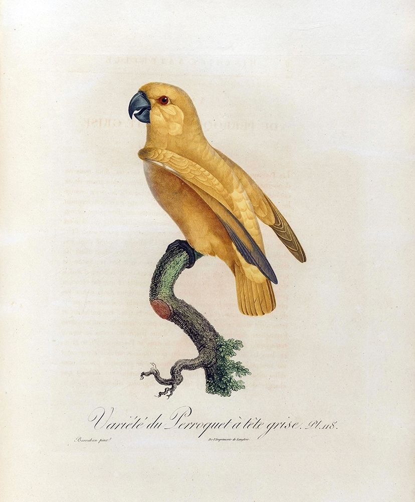 Variete du Perroquet a tete grise art print by Jacques Barraband for $57.95 CAD