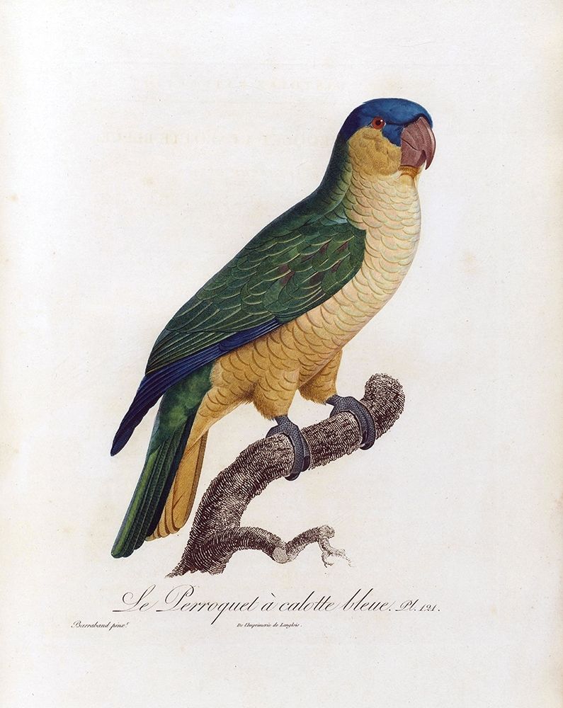 Le Perroquet a calotte bleu art print by Jacques Barraband for $57.95 CAD