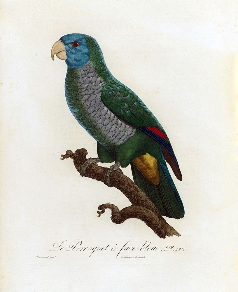 Le Perroquet a face bleu art print by Jacques Barraband for $57.95 CAD