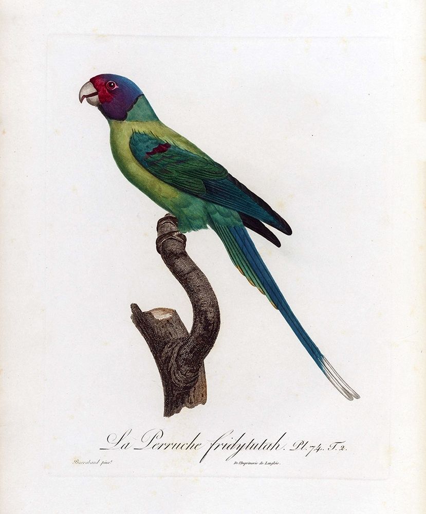 La Perruche, Fridytutah art print by Jacques Barraband for $57.95 CAD