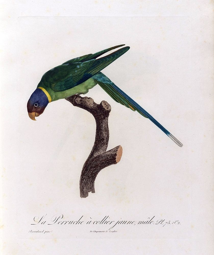 La Perruche a collier Jaune, male art print by Jacques Barraband for $57.95 CAD