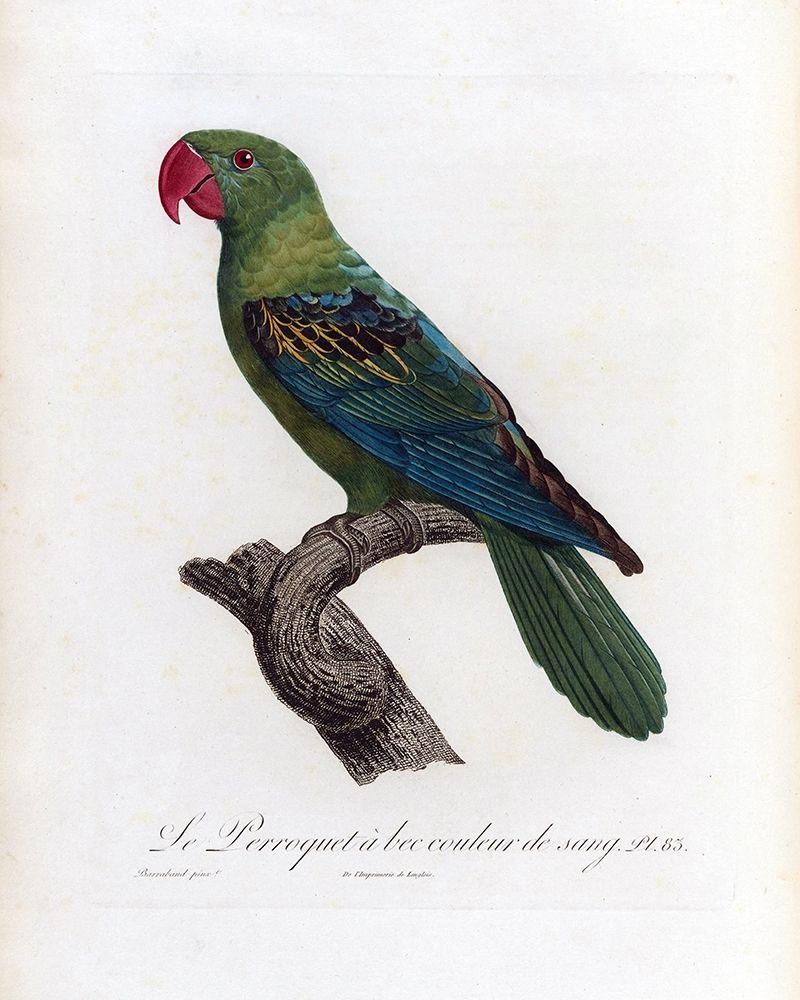 Le Perroquet a bac couleur de sang art print by Jacques Barraband for $57.95 CAD