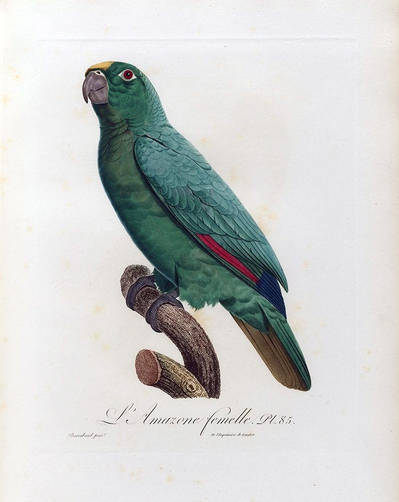 L Amazone Femelle art print by Jacques Barraband for $57.95 CAD