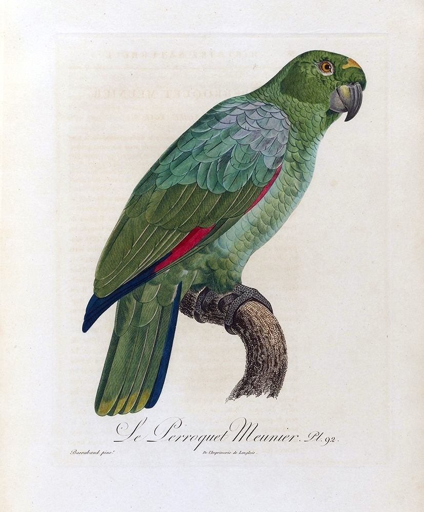 Le Perroquet Meunier art print by Jacques Barraband for $57.95 CAD