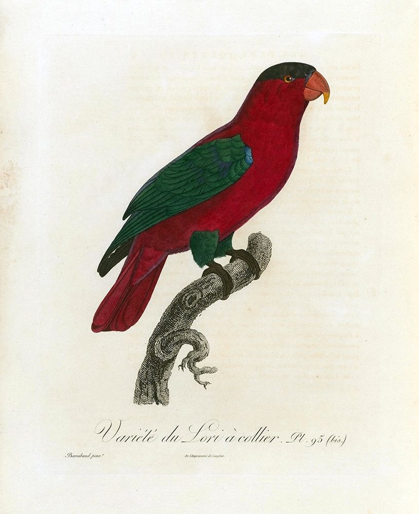 Variete du Lori a collier art print by Jacques Barraband for $57.95 CAD
