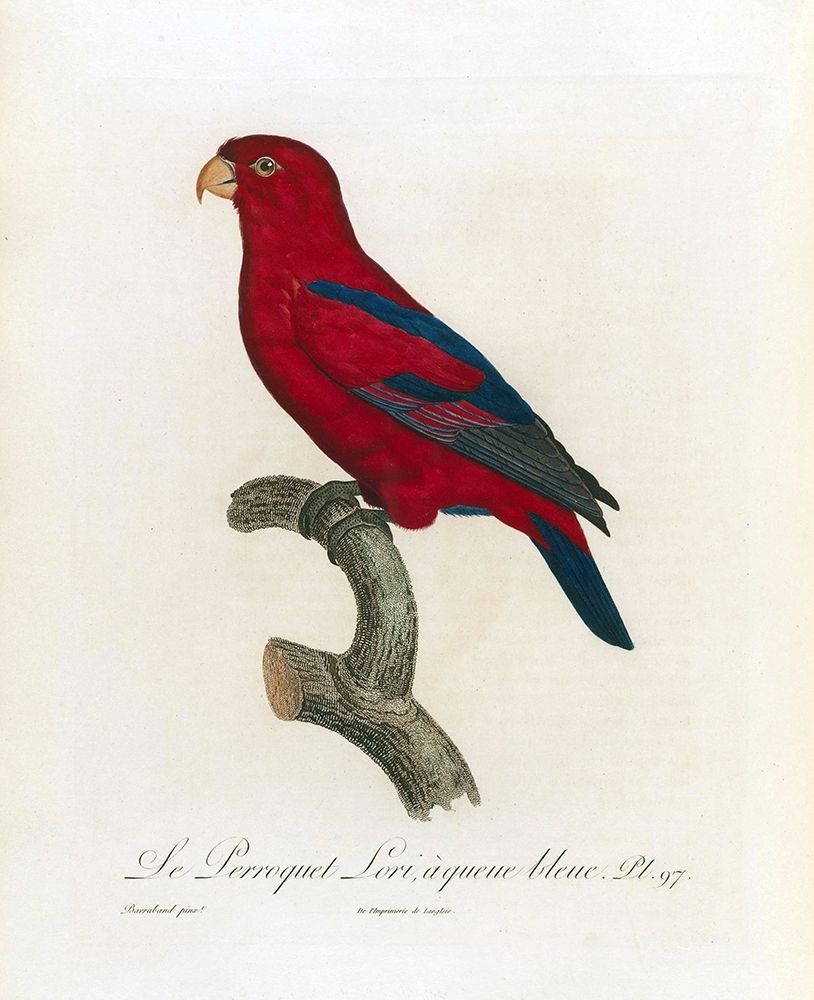 Le Perroquet Lori, a queue bleu art print by Jacques Barraband for $57.95 CAD