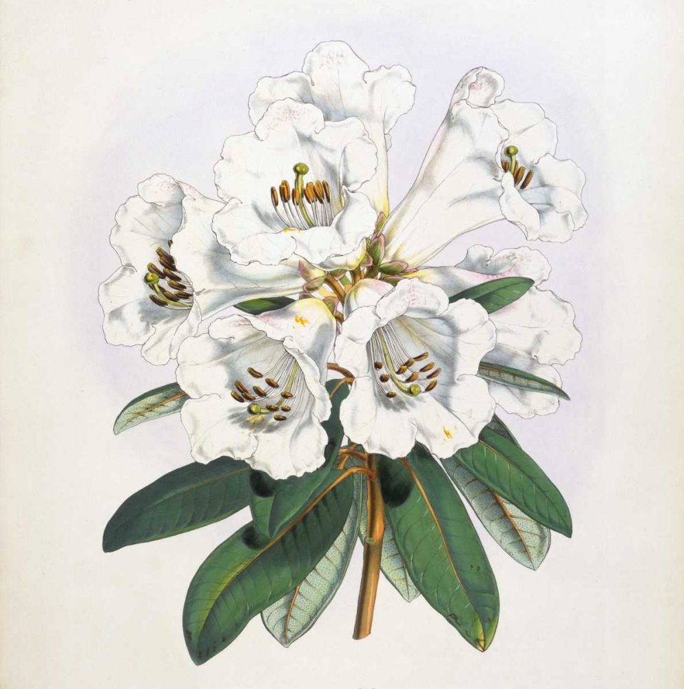 Rhododendron Dalhousiae Flower art print by Joseph Dalton Hooker for $57.95 CAD