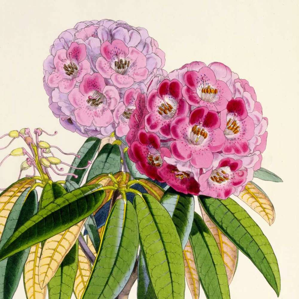 Rhododendron Campbelliae Flower art print by Joseph Dalton Hooker for $57.95 CAD