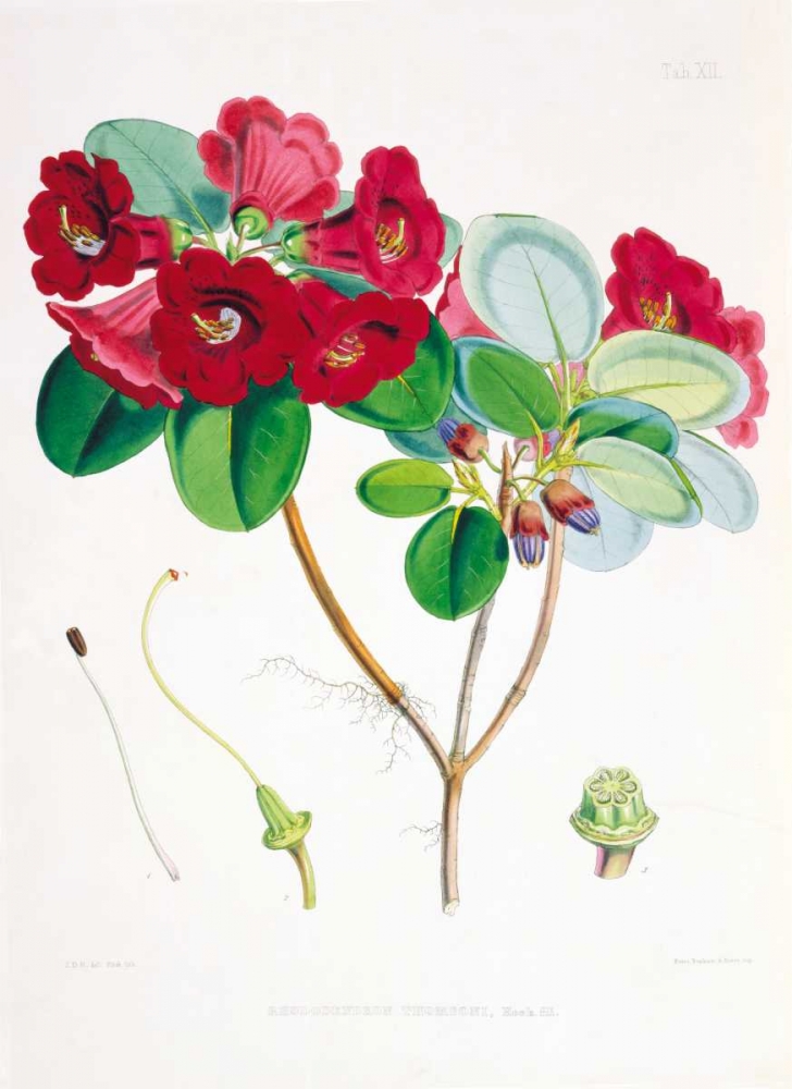 Rhododendron Thomsoni art print by Joseph Hooker for $57.95 CAD