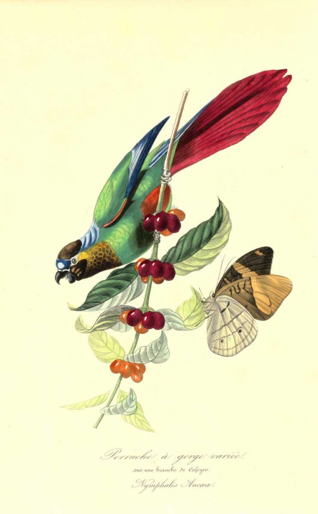 Parakeet on Coffee Bush art print by 1842 Anonymous for $57.95 CAD