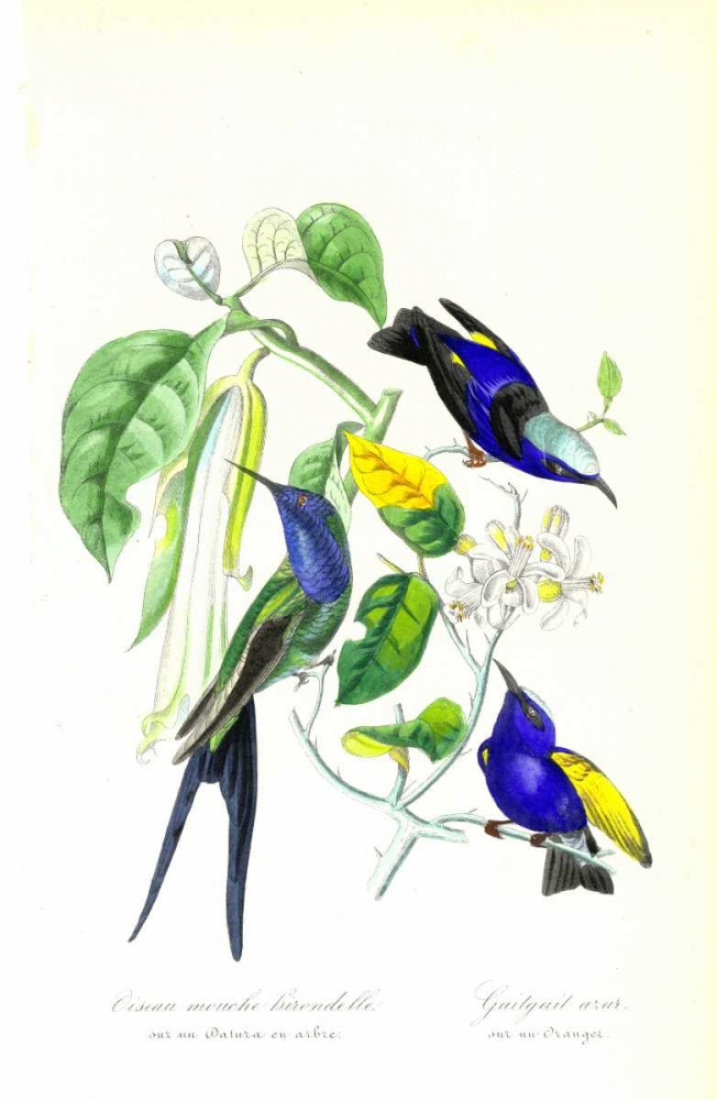 Humming Bird on Orange Tree art print by 1842 Anonymous for $57.95 CAD
