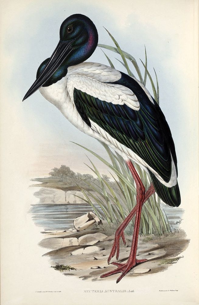 Australian Stork art print by John Gould for $57.95 CAD