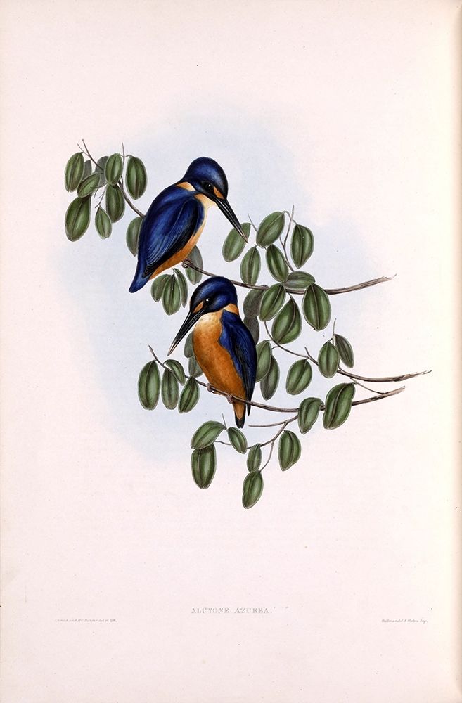 Azure Kingfisher art print by John Gould for $57.95 CAD