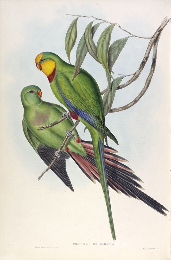 Barrabands Parakeet art print by John Gould for $57.95 CAD