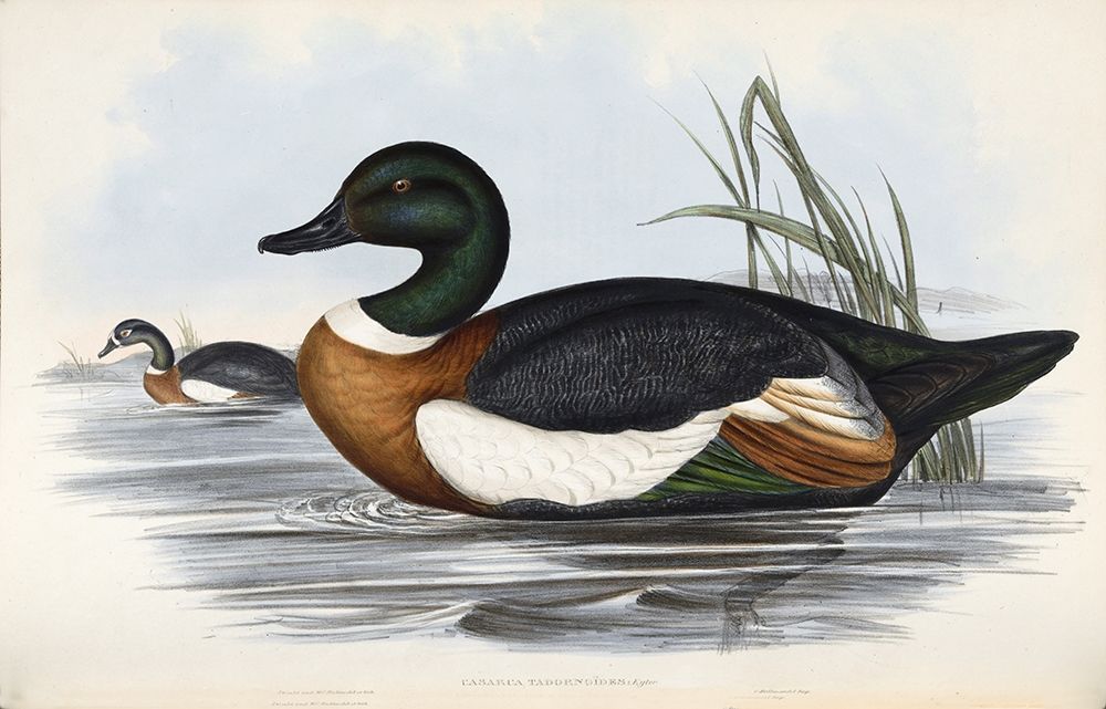Chestnut Coloured Shieldrake art print by John Gould for $57.95 CAD