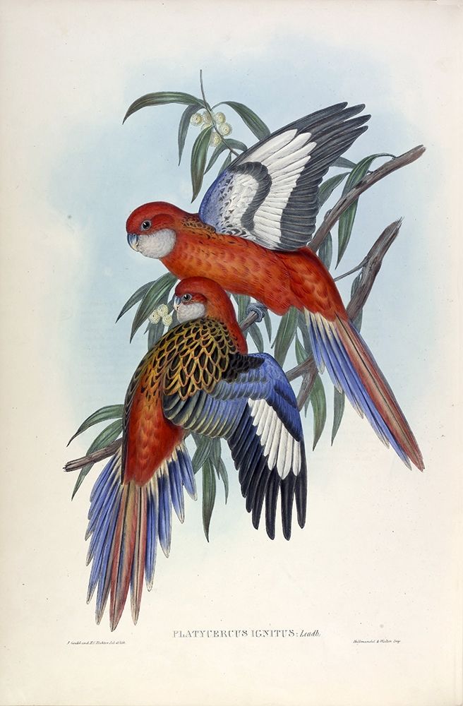 Fiery Parakeet art print by John Gould for $57.95 CAD