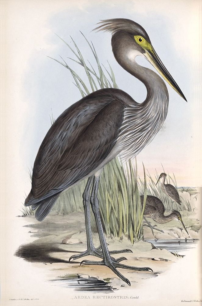 Grey Billed Heron art print by John Gould for $57.95 CAD