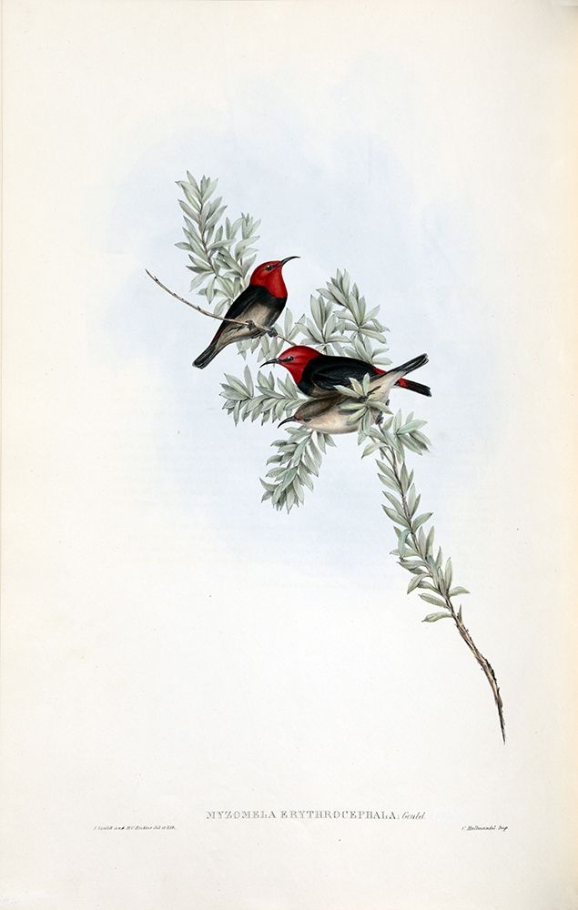 Red Headed Honey Eater art print by John Gould for $57.95 CAD