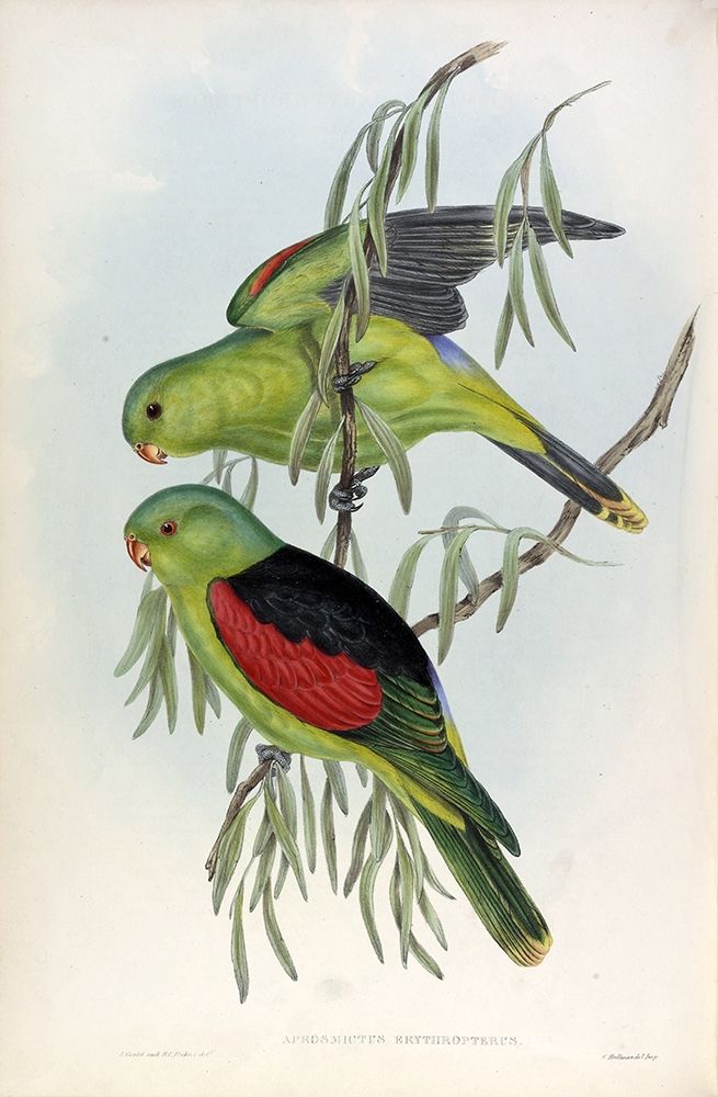 Red Winged Lory art print by John Gould for $57.95 CAD