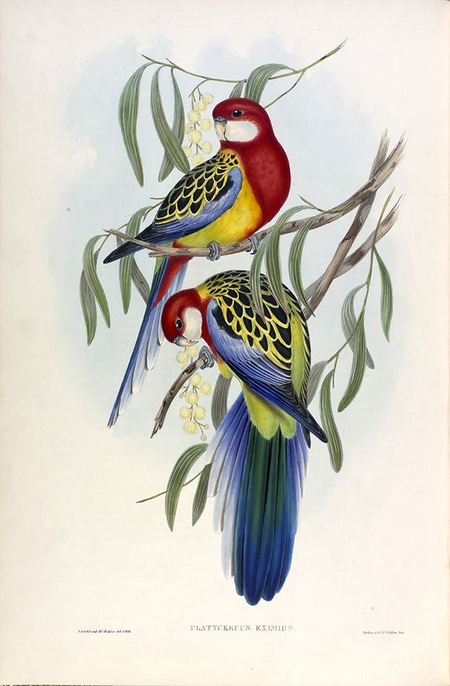 Rose Hil Parakeet art print by John Gould for $57.95 CAD