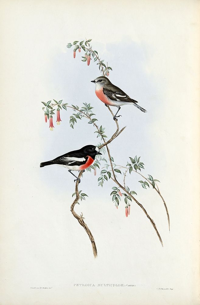 Scarlet Breasted Robin art print by John Gould for $57.95 CAD