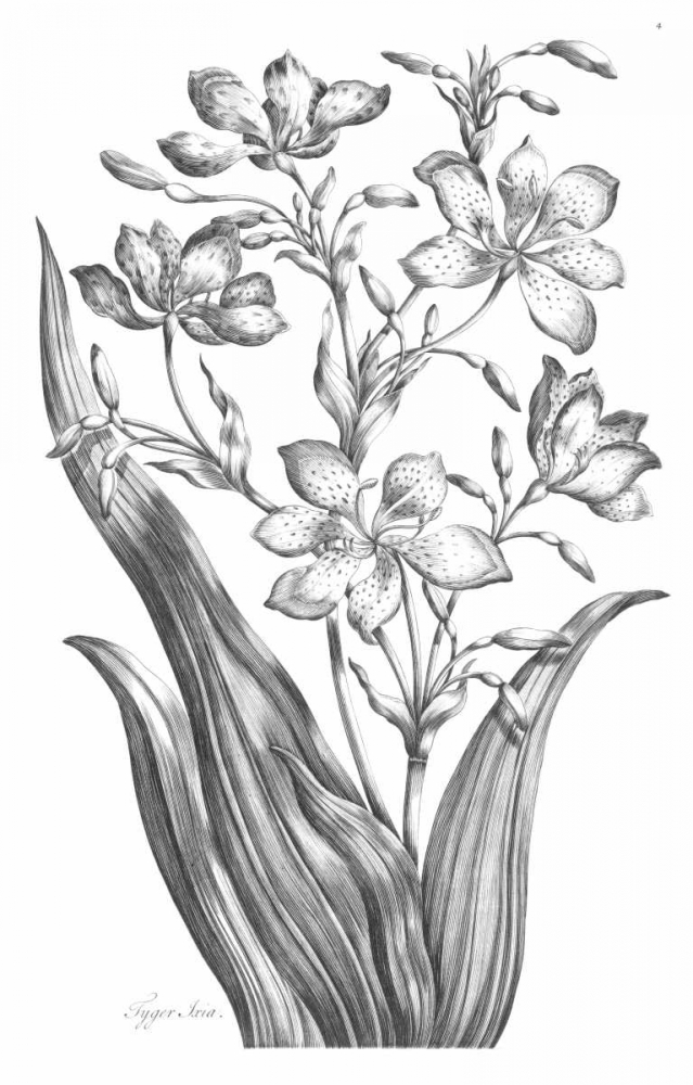 Tiger Ixia art print by John Hill for $57.95 CAD