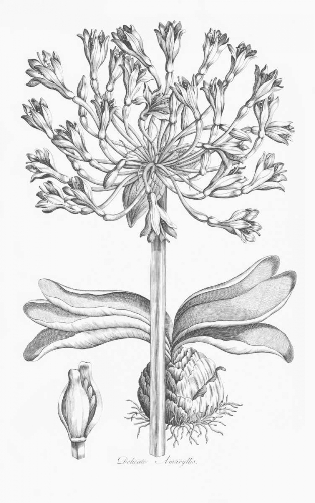 Delicate Amarylis art print by John Hill for $57.95 CAD