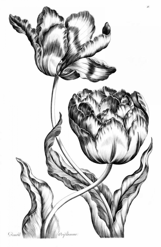 Double Oriflamme art print by John Hill for $57.95 CAD