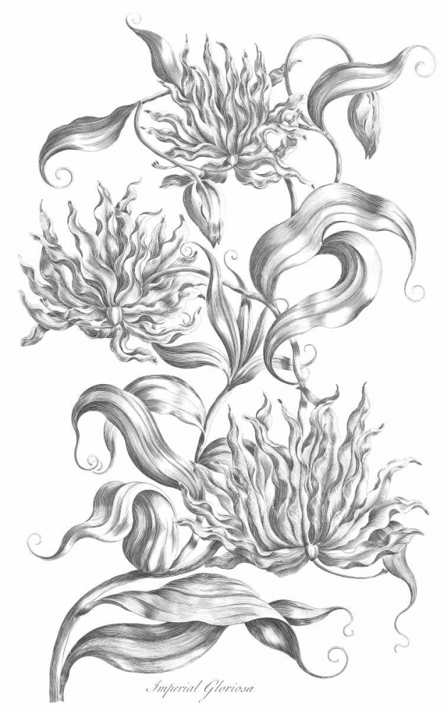 Imperial Gloriosa art print by John Hill for $57.95 CAD