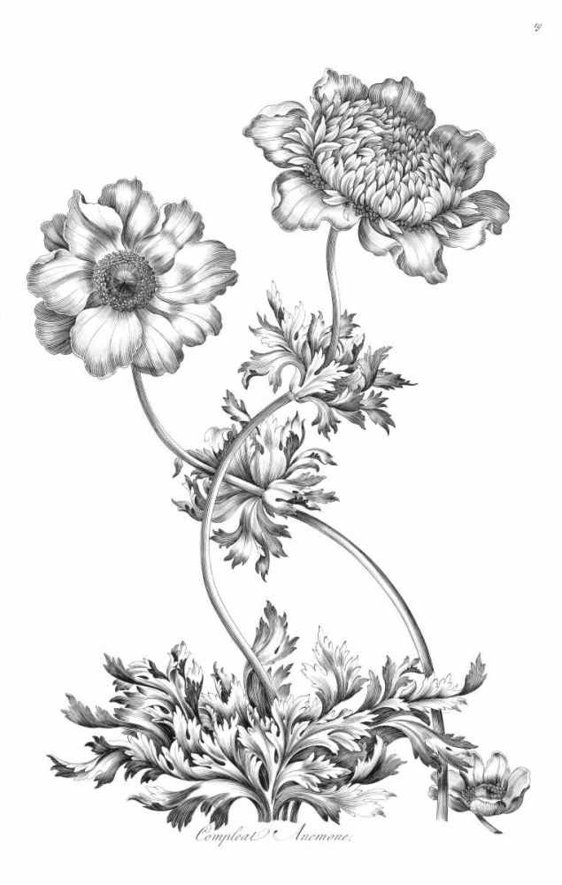 Complete Anemony art print by John Hill for $57.95 CAD