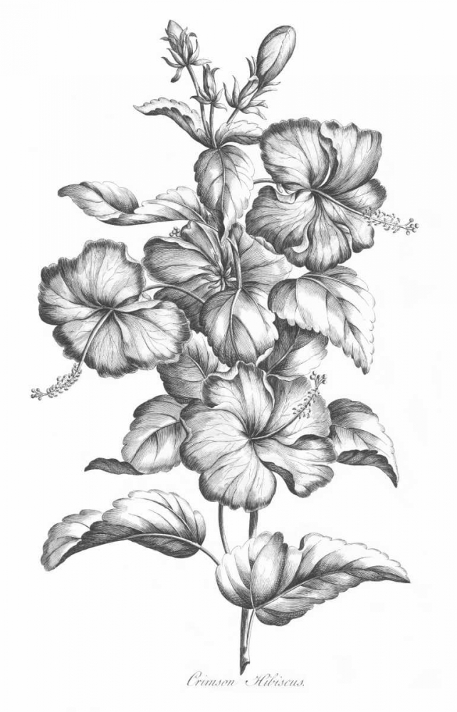 Crimson Hibiscus art print by John Hill for $57.95 CAD