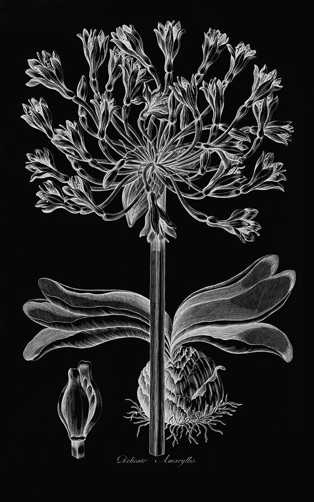 Delicate Amarylis art print by John Hill for $57.95 CAD