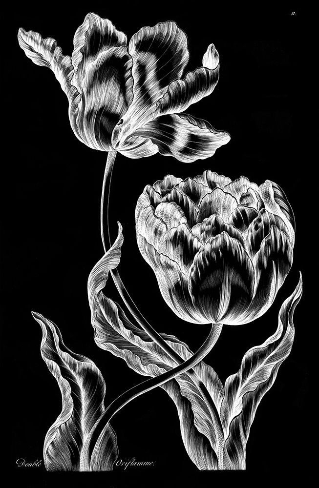 Double Oriflamme art print by John Hill for $57.95 CAD