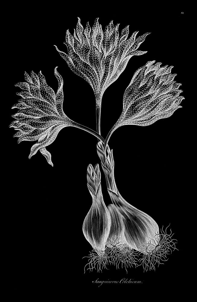Sanguineous Colchicum art print by John Hill for $57.95 CAD