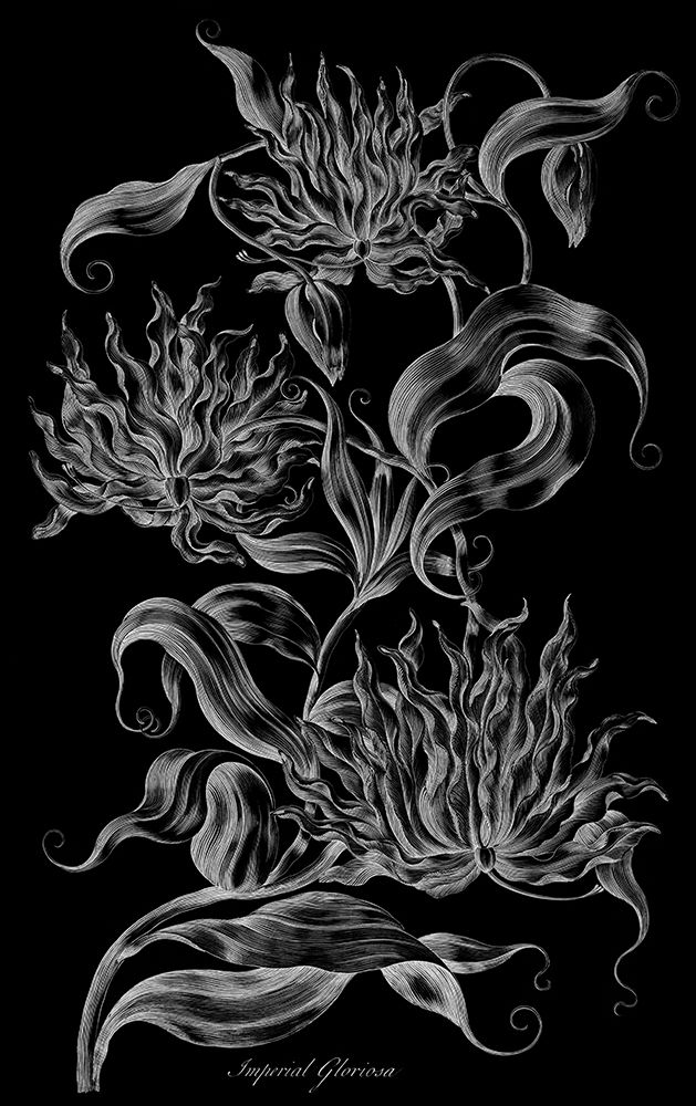 Imperial Gloriosa art print by John Hill for $57.95 CAD
