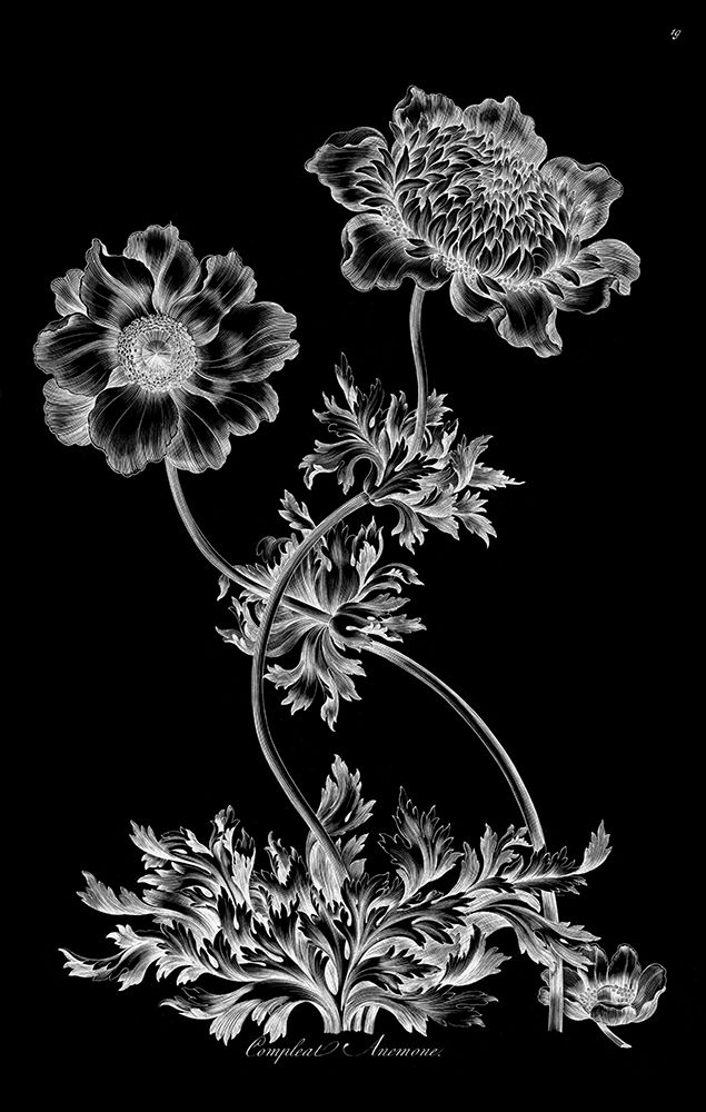 Complete Anemone art print by John Hill for $57.95 CAD