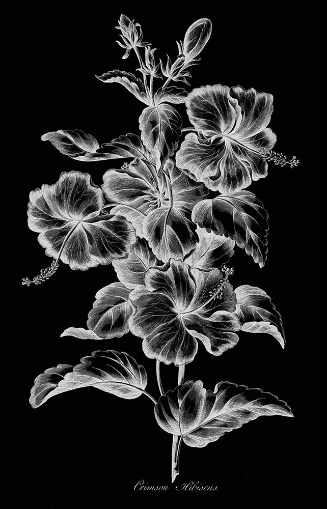 Crimson Hibiscus art print by John Hill for $57.95 CAD