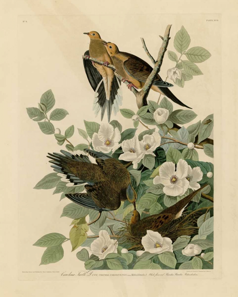 Carolina Turtle Dove art print by John James Audubon for $57.95 CAD