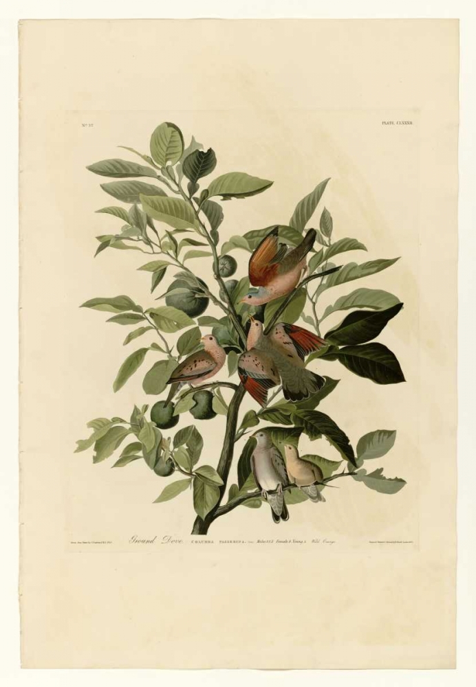 Ground Dove art print by John James Audubon for $57.95 CAD