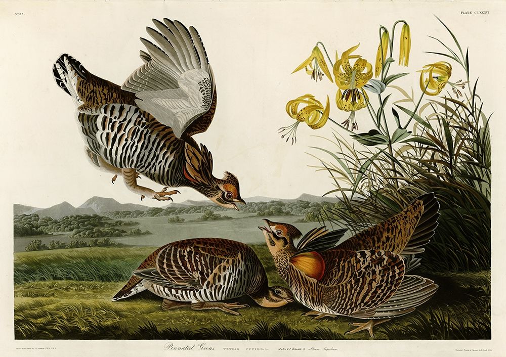Pinnated Grouse art print by John James Audubon for $57.95 CAD