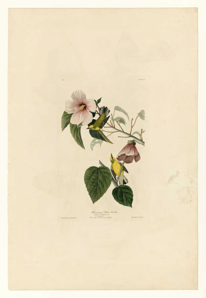 Blue Winged Yellow Warbler art print by John James Audubon for $57.95 CAD