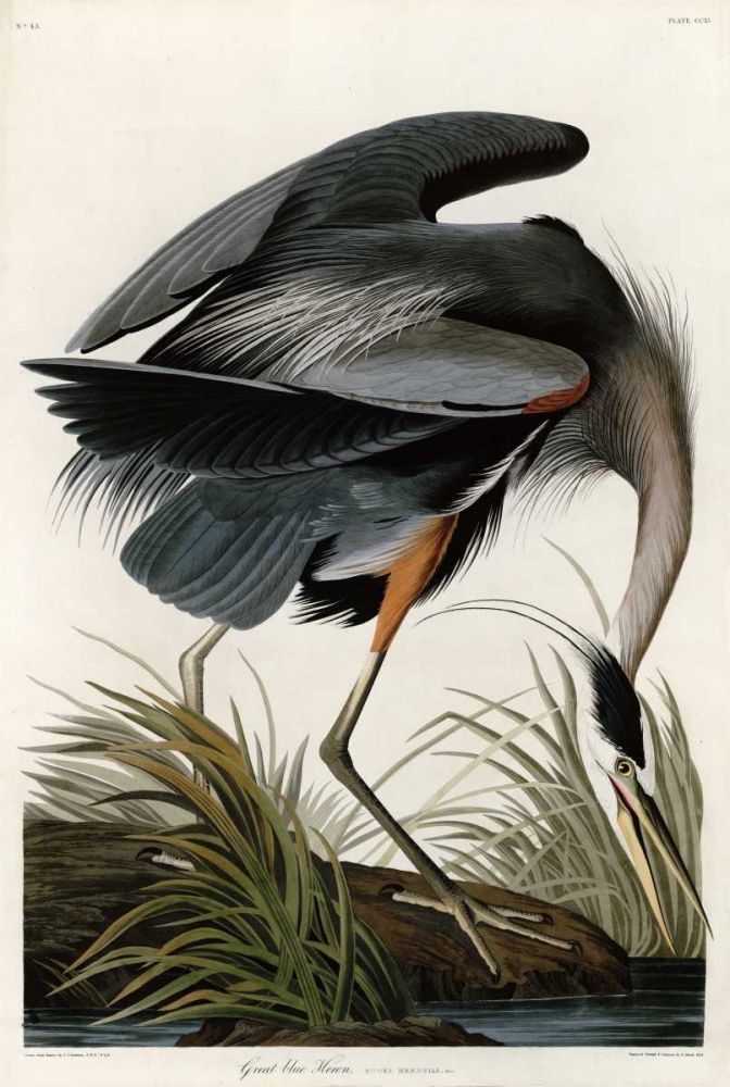 Great Blue Heron art print by John James Audubon for $57.95 CAD
