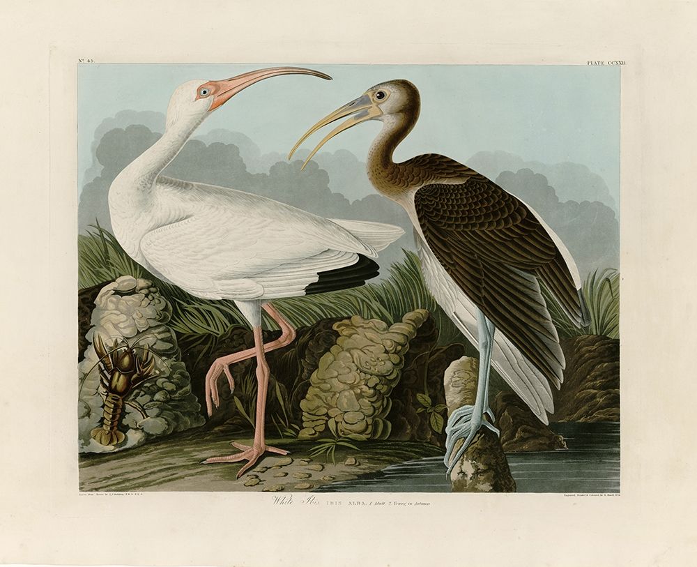Ibis art print by John James Audubon for $57.95 CAD