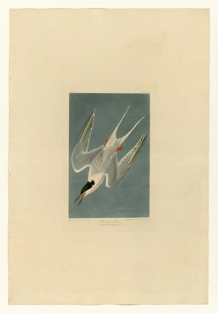 Roseate Tern art print by John James Audubon for $57.95 CAD