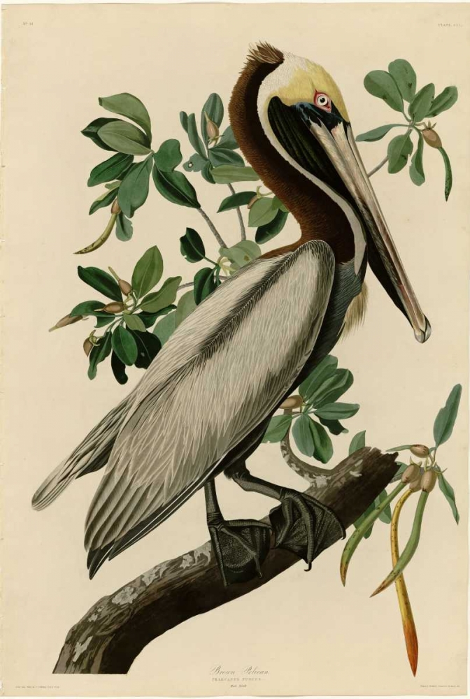 Brown Pelican art print by John James Audubon for $57.95 CAD